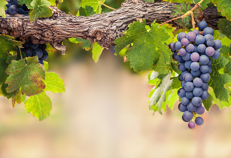 Fresh off the Vine - Linehan's Concord Grapes - A Fresh Take